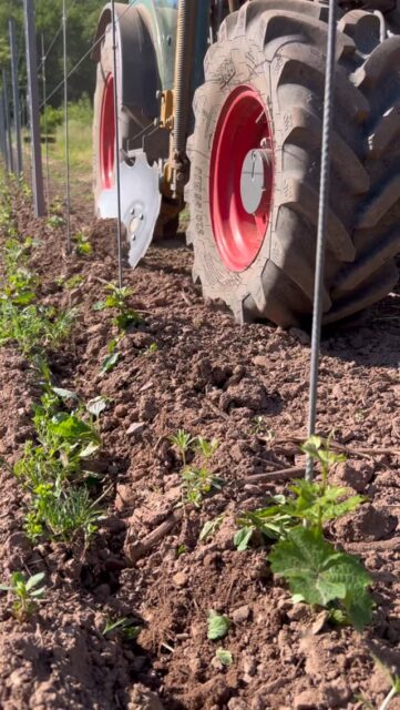 Die Pflege unserer jungen Reben 🌱 ist für uns das A&O.
Die ersten beiden Jahre nach der Pflanzung 🪏 sind entscheidend für das Wurzelwachstum und die Ertragsbildung 🍇🍷 über Jahrzehnte.
Auch entscheidet sich in dieser Zeit, wie widerstandsfähig ein Rebstock gegen Trockenstress ☀️🌧️ sein wird.
#mosel #plantingseason #riesling #germanwines #winelover