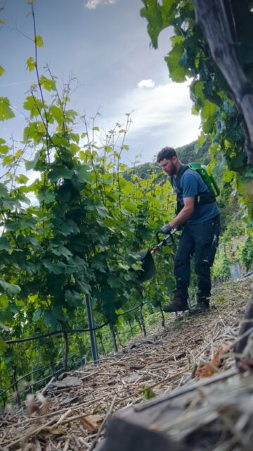 Im Weinberg steht viel Arbeit an 💪🪏.
Die Natur sorgt für eine enorme Wachstumsexplosion unserer Weinreben 🌿. Wir sind seit gut zwei Wochen ununterbrochen draußen ☀️🌧️ und sorgen für gepflegte Laubwände… wir heften Triebe ein und entfernen gezielt Blätter um ein luftiges Milieu für die Jungen Träubchen zu schaffen 🍇.

#winelover #steillage #riesling #mosel #naturliebe